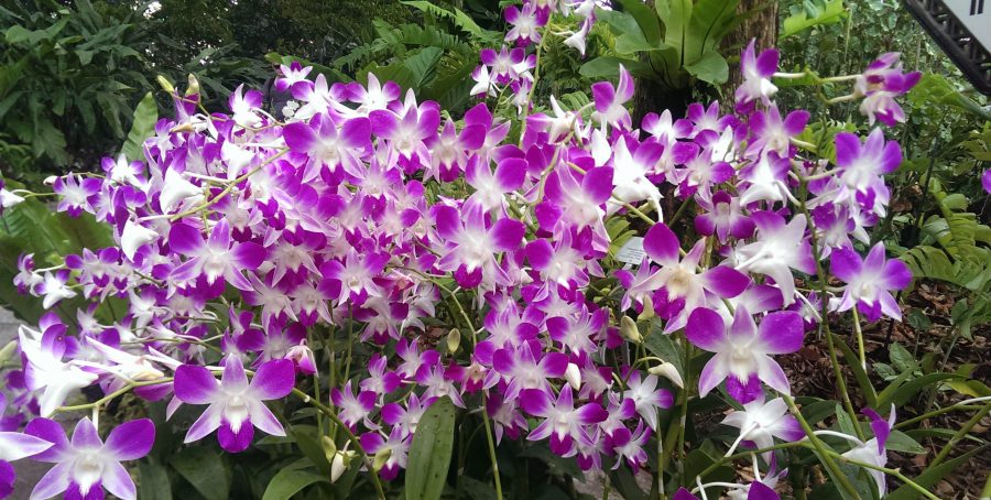 Orkide Çiçeğinin Anlamı Nedir ?