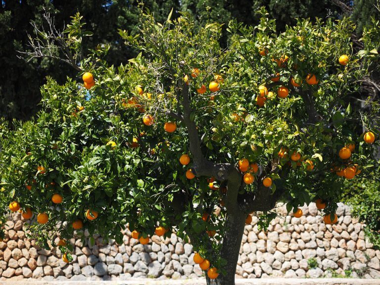 Portakal Ağacı Bakımı