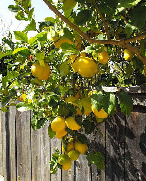 Limon Agaci Bakimi Puf Noktalari Nelerdir Cicekal Net