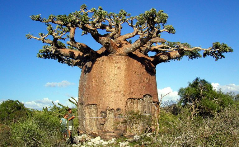 Baobab Ağacı Yetiştiriciliği