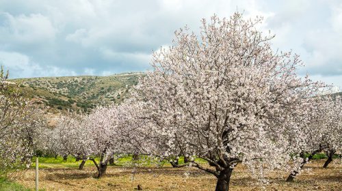 Badem Çiçeği Bakımı